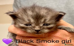 Siberian cats for sale: Hypoallergenic, fluffy, purebred healthy Siberians - Image 1