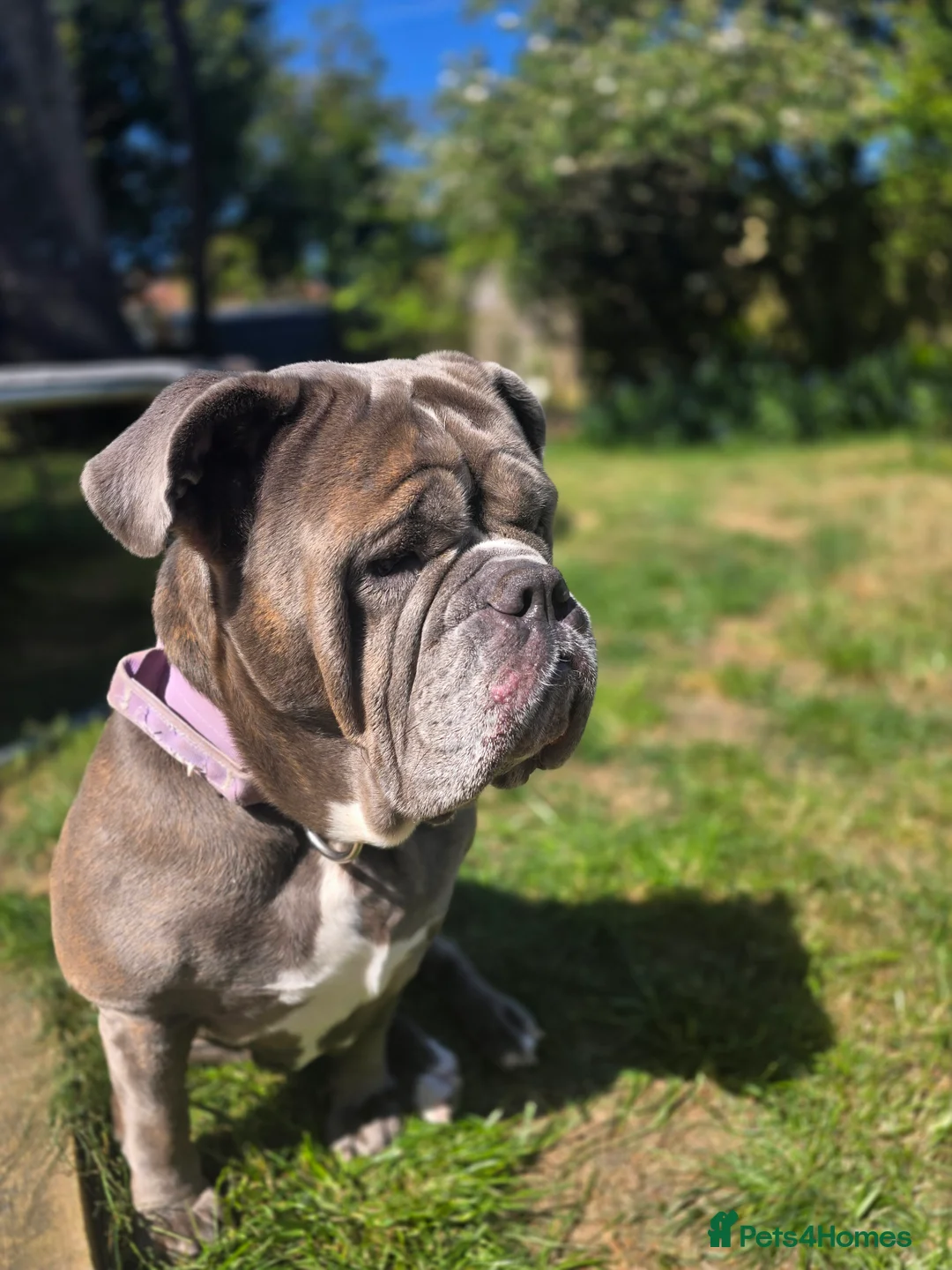 Mixed Breed dogs for sale: Beautiful girl looking for new home - Advert 7