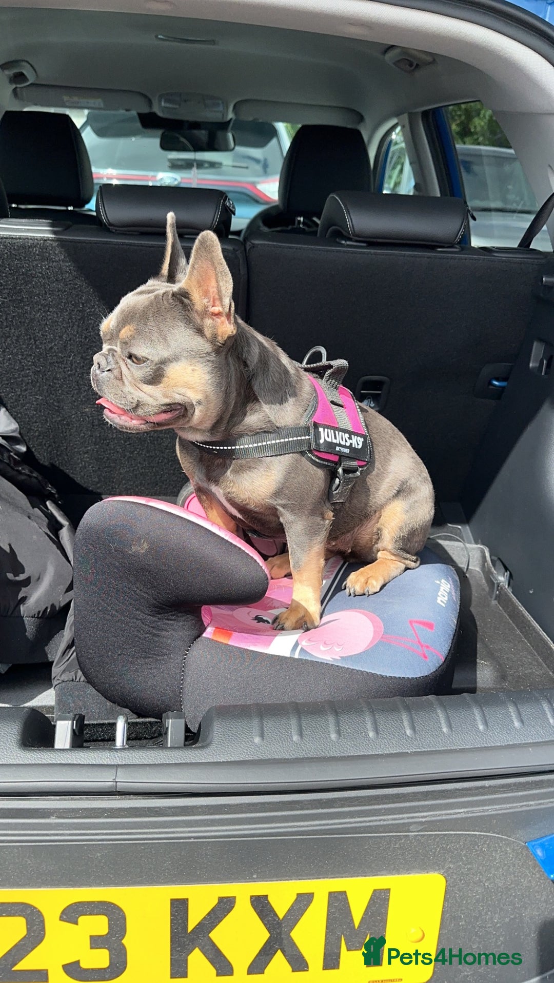 French Bulldog dogs for sale: 4 year old French bulldog - Image 9