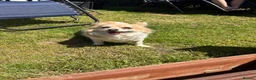 Chihuahua dogs for sale: New home needed  - Advert 2