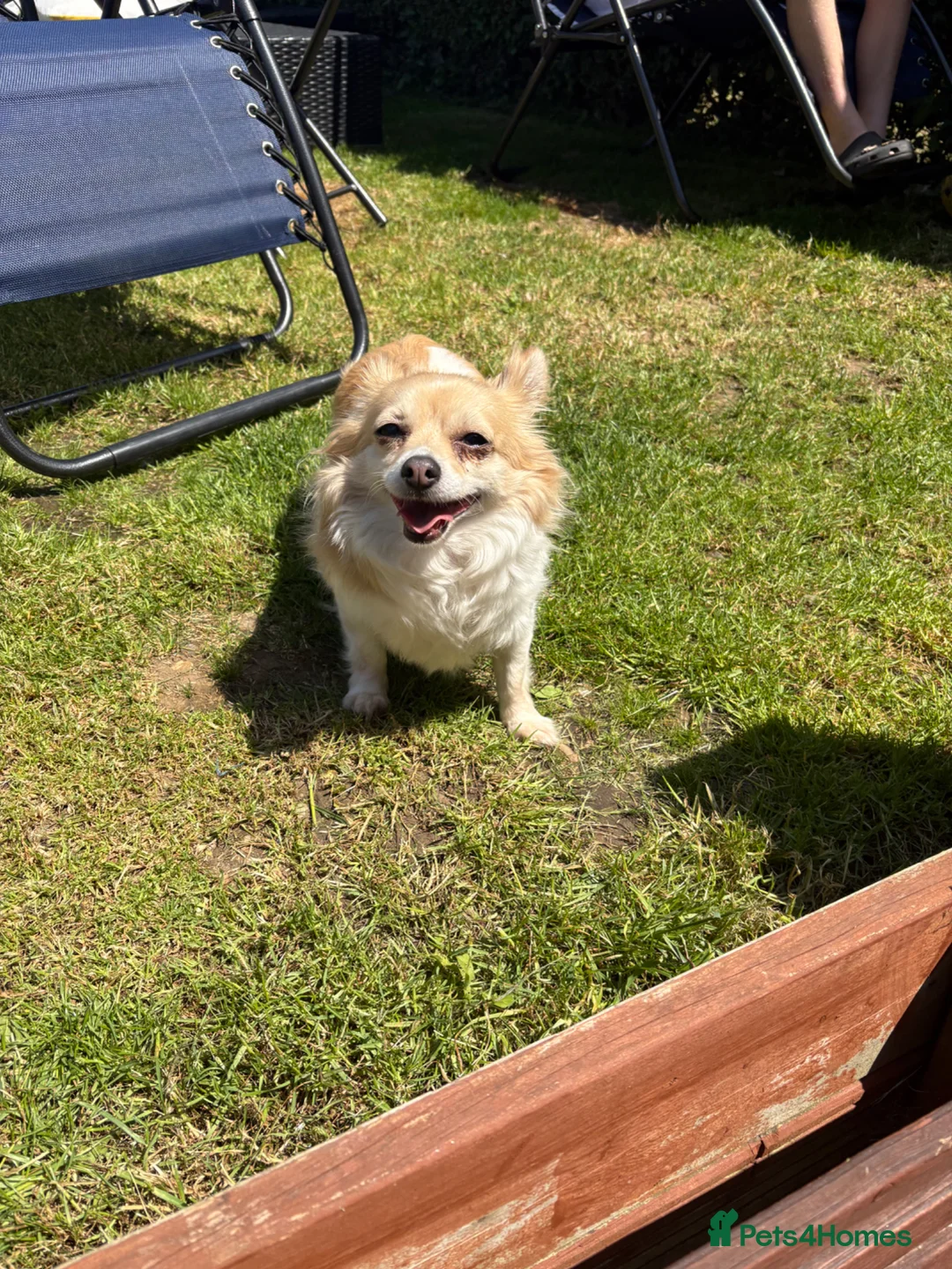 Chihuahua dogs for sale: New home needed  - Advert 2