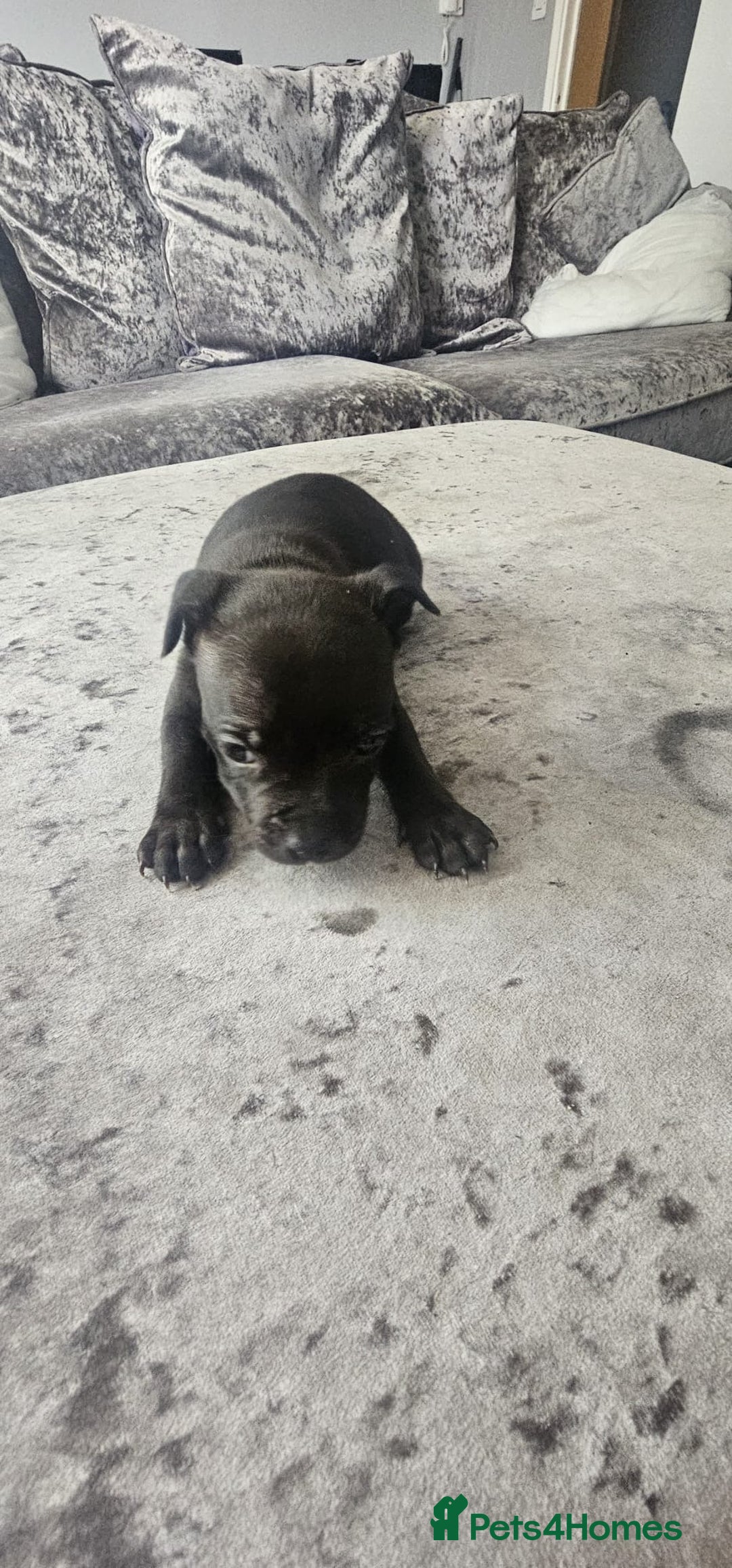 Staffordshire Bull Terrier dogs for sale: Staffordshire Bull Terrier Puppies for Sale - Image 5