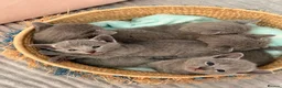 Russian Blue cats for sale: TICA Registered Russian Blue Kittens - Advert 15