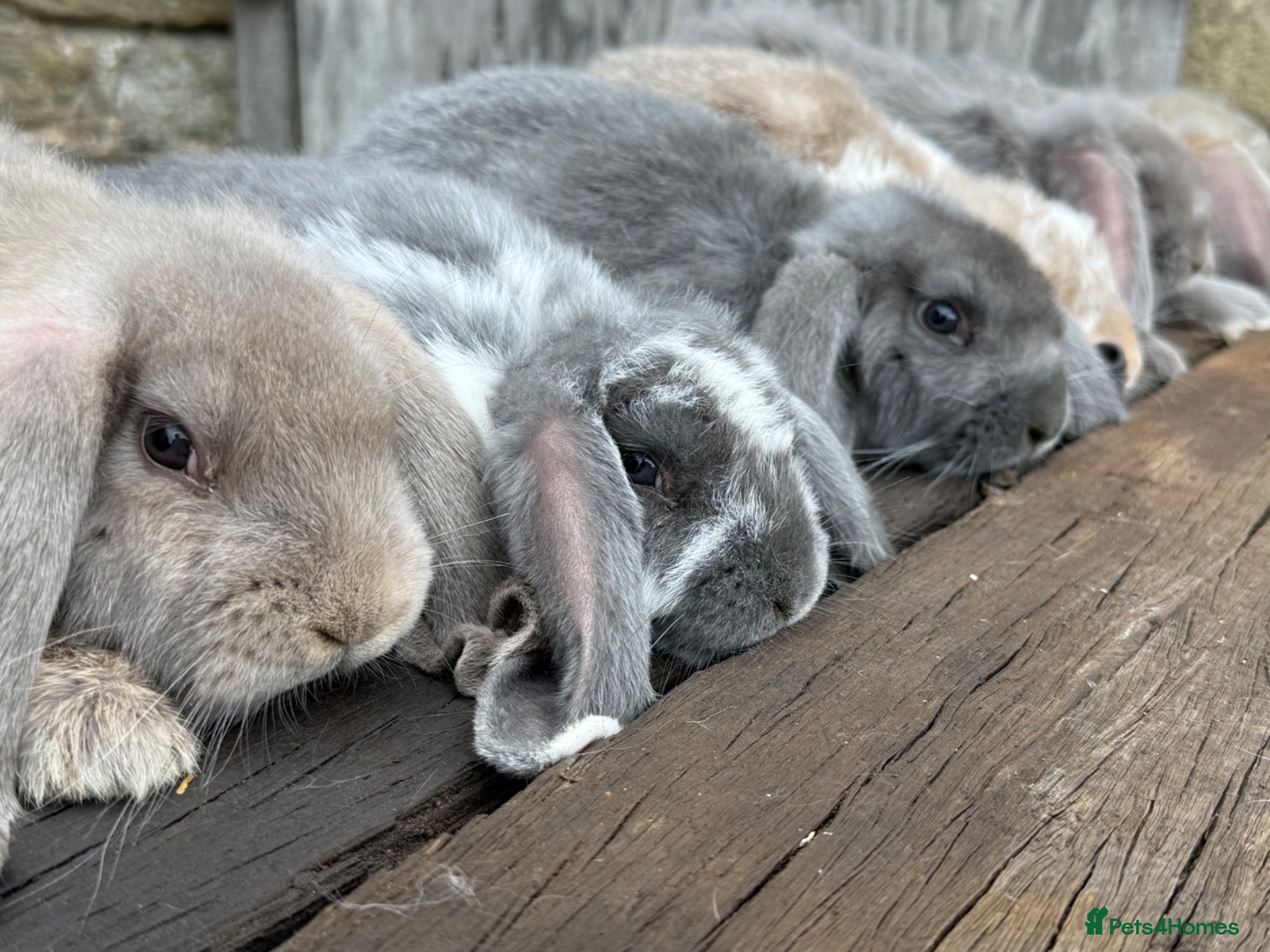 French Lop rabbits Stunning xl French lops  - Advert 2