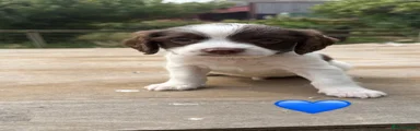 Sprocker 1