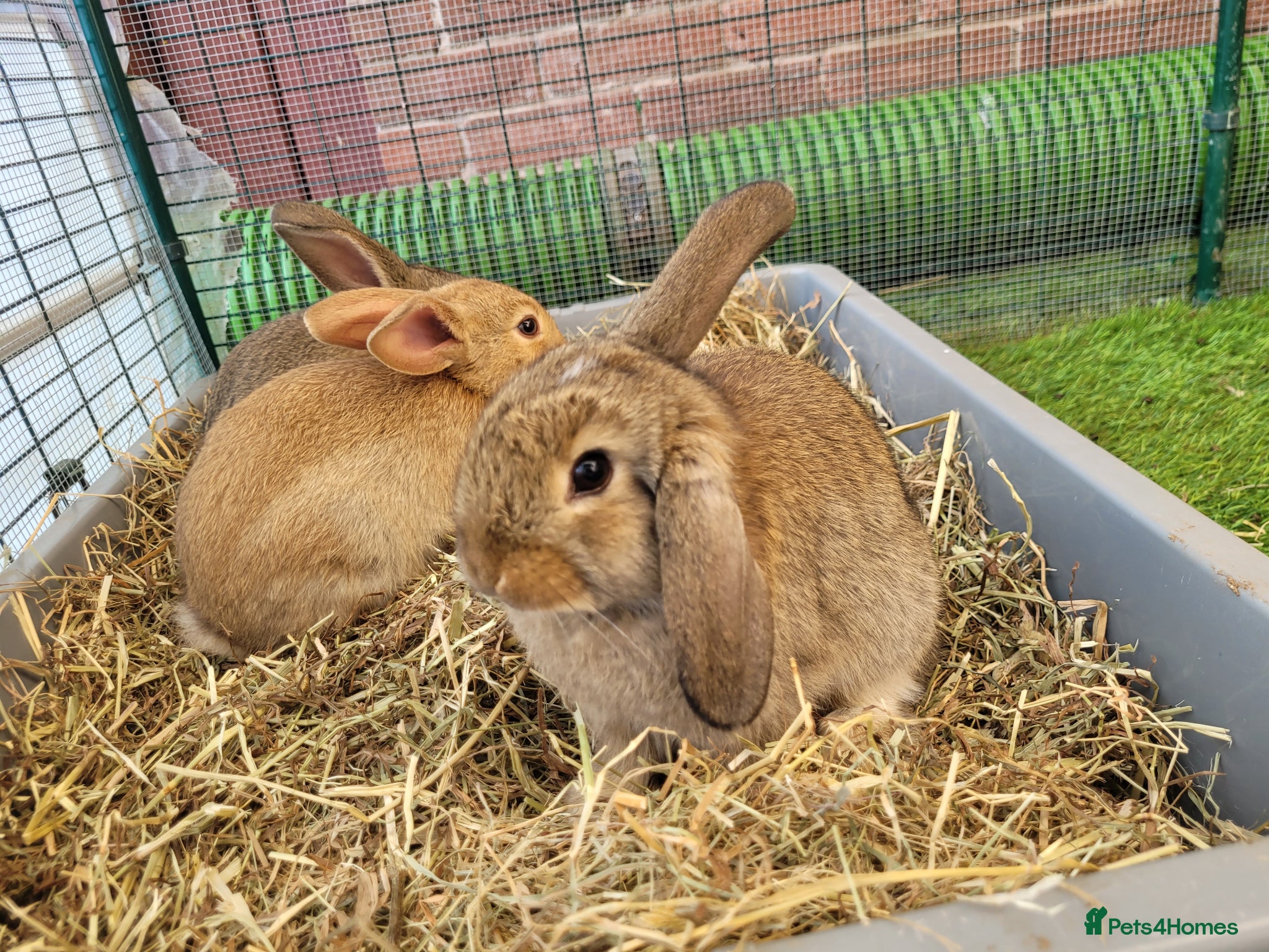 Mini Lop rabbits for sale: Adorable Mini Lop Mix Rabbits - READY JUNE 11TH - Advert 11