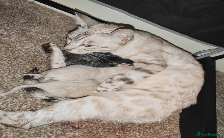 Bengal cats - Advert 3