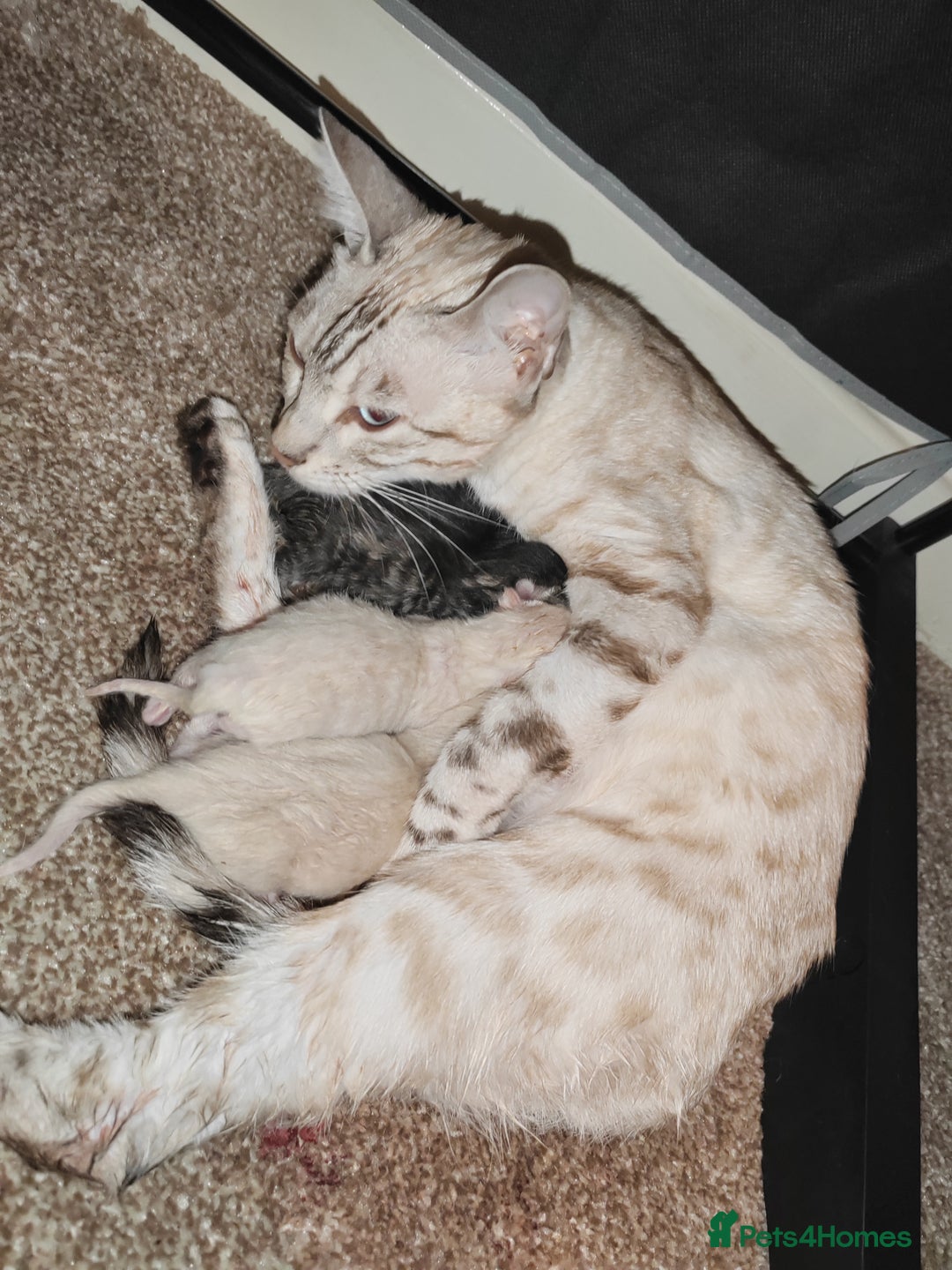 Bengal cats for sale: Bengal kittens - Image 1