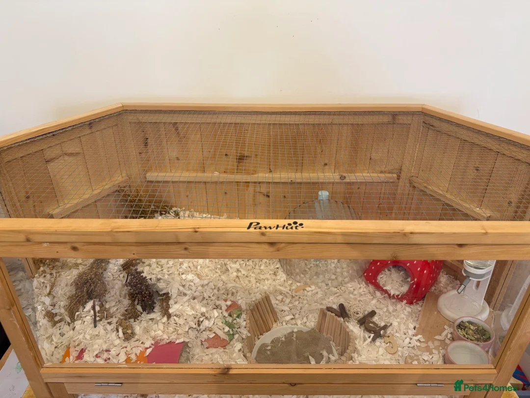 Hamster rodents for sale: Syrian hamster  - Advert 6