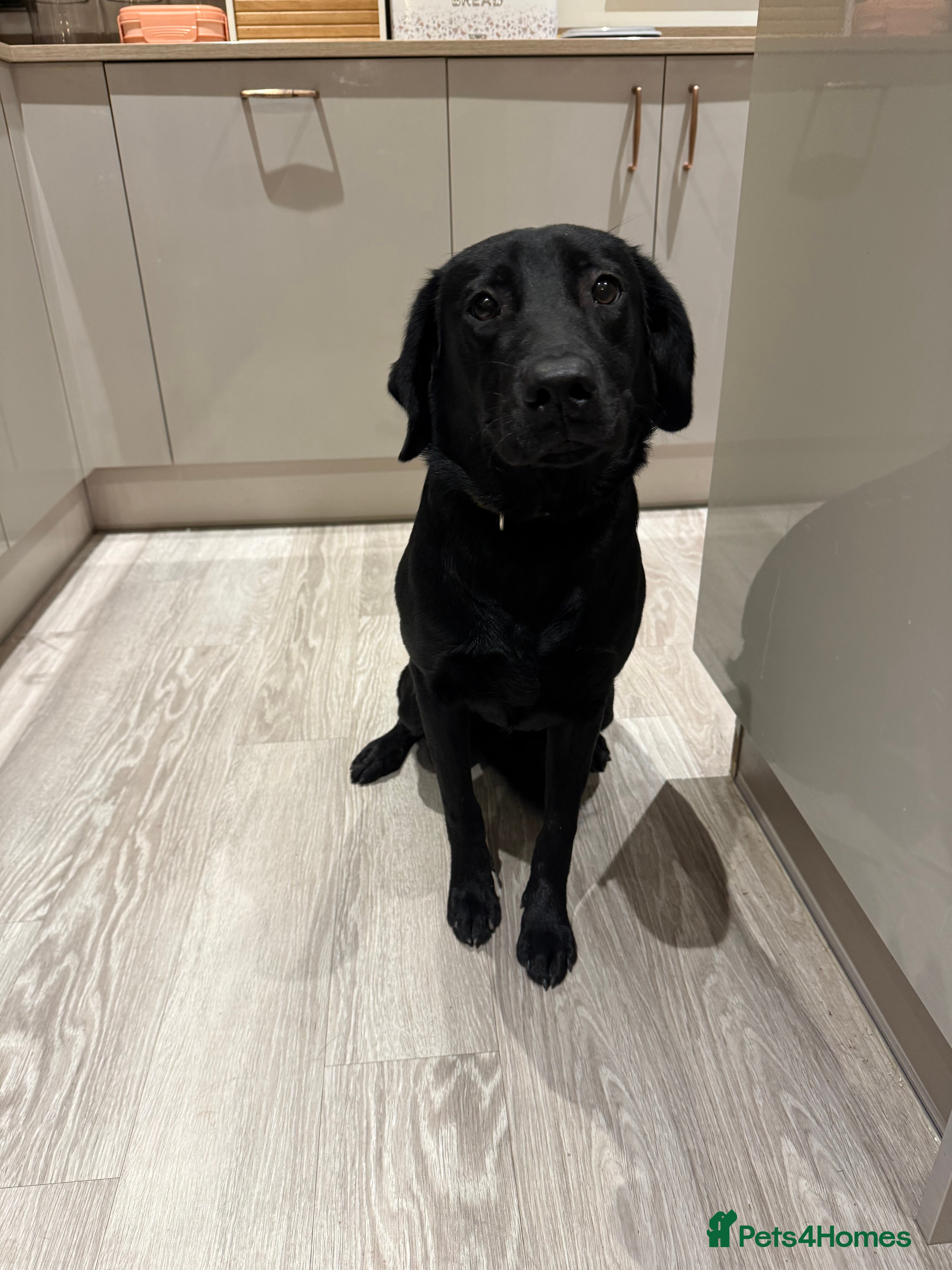 Labrador Retriever dogs Beautiful black Labrador Pup - Advert 1