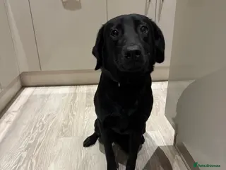 Labrador Retriever dogs Beautiful black Labrador Pup - Advert 1