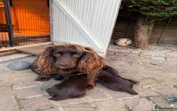 Cocker Spaniel dogs for sale: Working cocker spaniel puppies  - Image 4