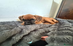 Boxer dogs for sale: 4 beautiful black masked KC Reg Boxer puppies  in Newton Abbot - Image 8