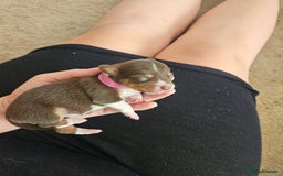 Mixed Breed dogs for sale: Last chocolate chiweenie girl - Image 4