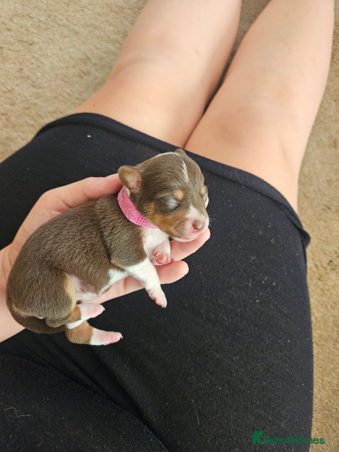 Mixed Breed dogs for sale: Last chocolate chiweenie girl - Image 4