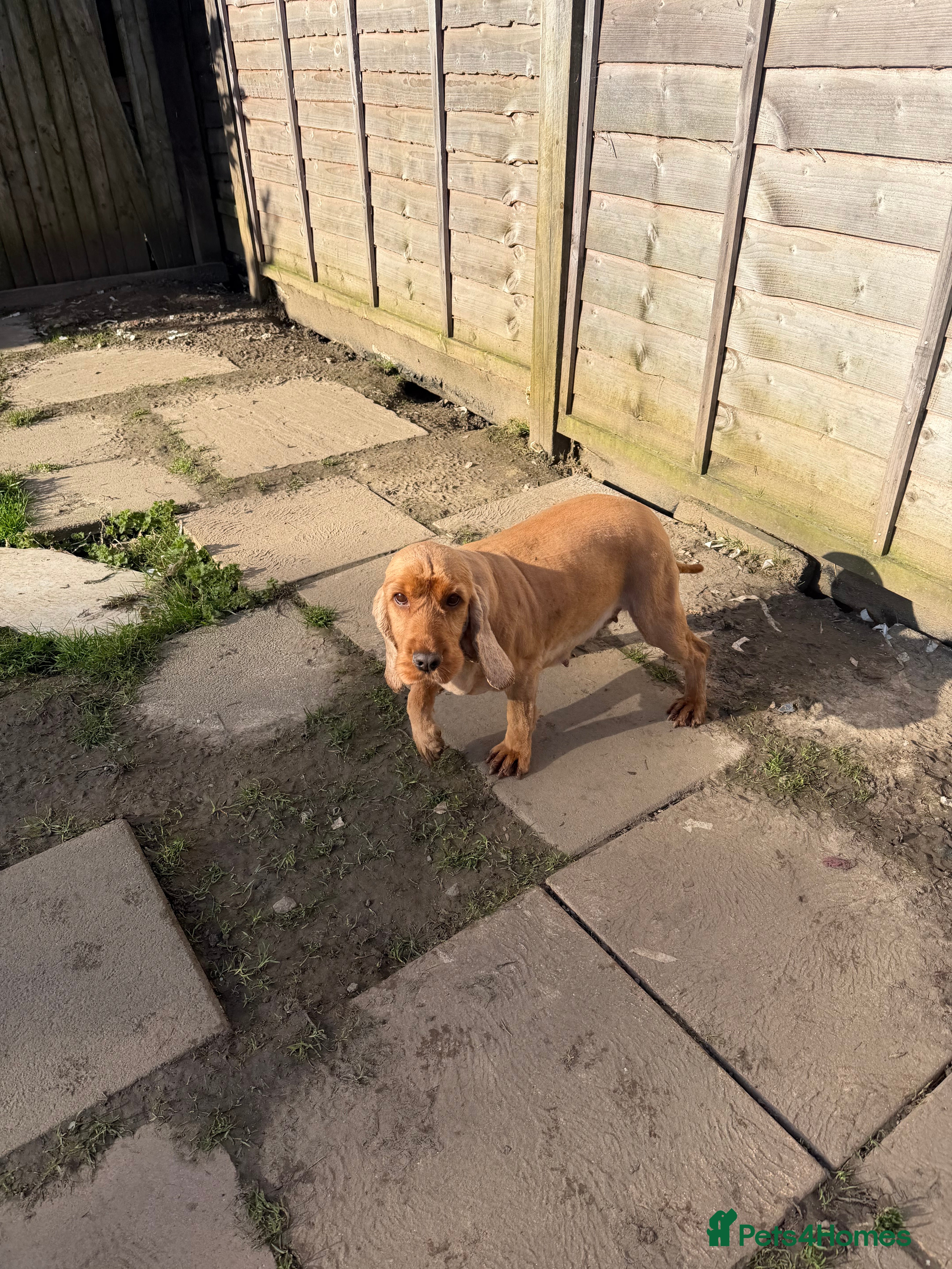 Cocker Spaniel dogs Retired and spade  - Advert 2