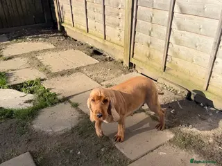 Cocker Spaniel dogs Retired and spade - Advert 2