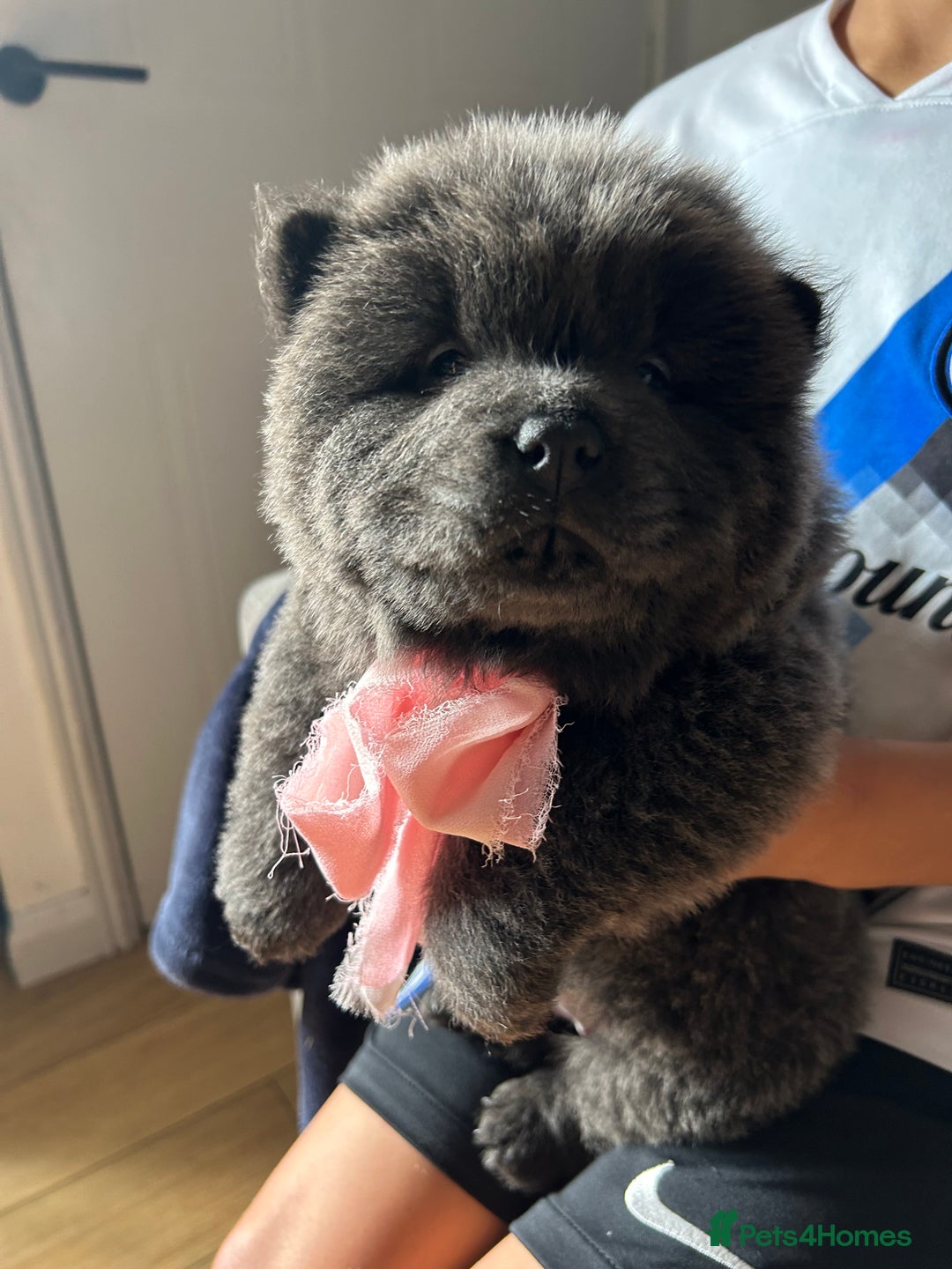 Chow Chow dogs for sale: Beautiful KC registered Chow Chow puppies  - Image 5