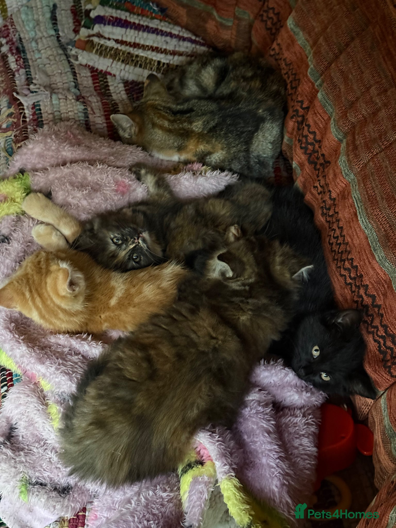 Mixed Breed cats for sale: Beautiful fluffy kittens  - Advert 9