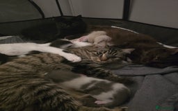 Mixed Breed cats for sale: 3 Kittens for sale.  - Image 4