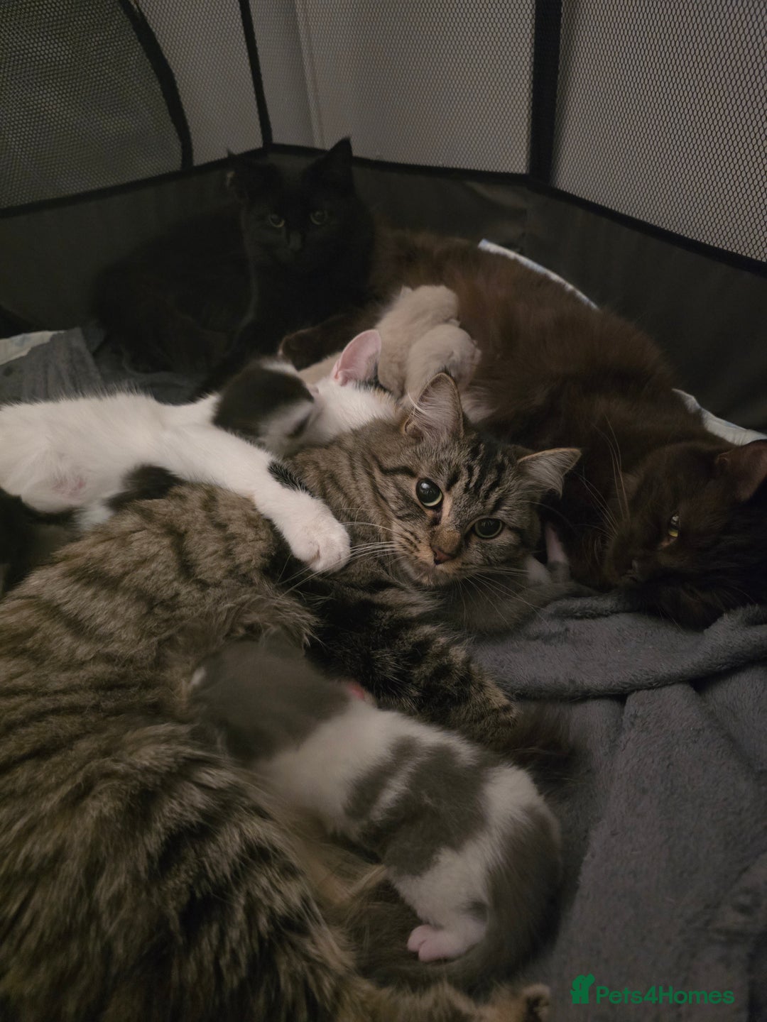 Mixed Breed cats for sale: 3 Kittens for sale.  - Image 4