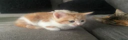 Mixed Breed cats for sale: Gorgeous kittens - Advert 2