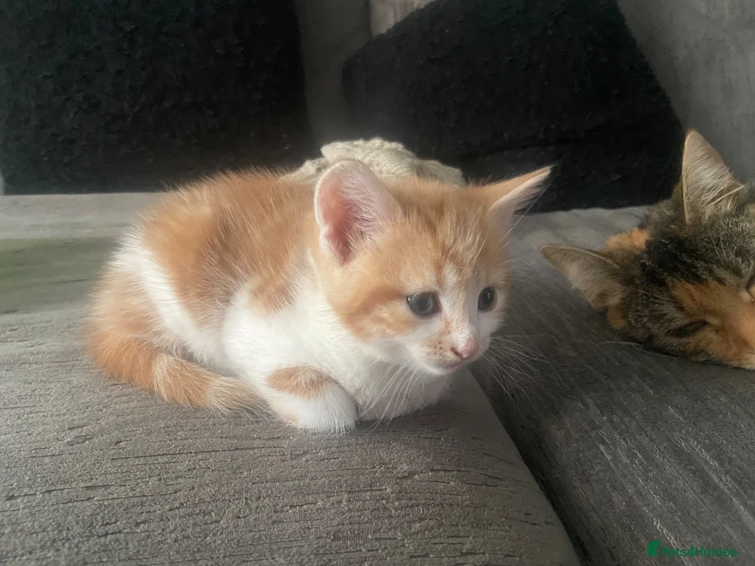 Mixed Breed cats for sale: Gorgeous kittens - Advert 2