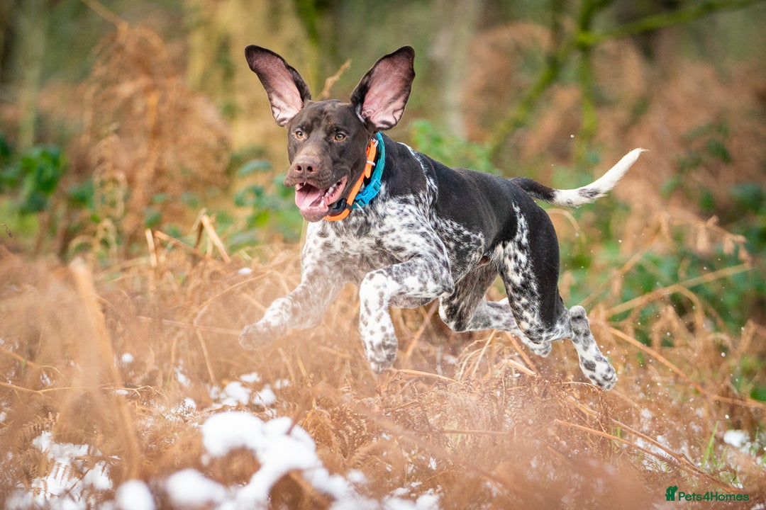 German Shorthaired Pointer dogs for stud: KC Registered German Shorthaired Pointer at Stud in Liverpool - Image 18