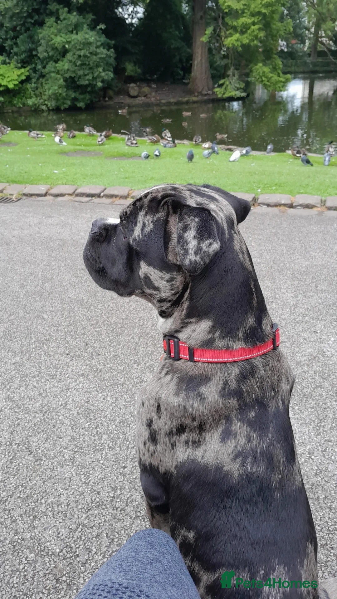 Mixed Breed dogs for sale: Cane Corso X American bully  - Advert 2