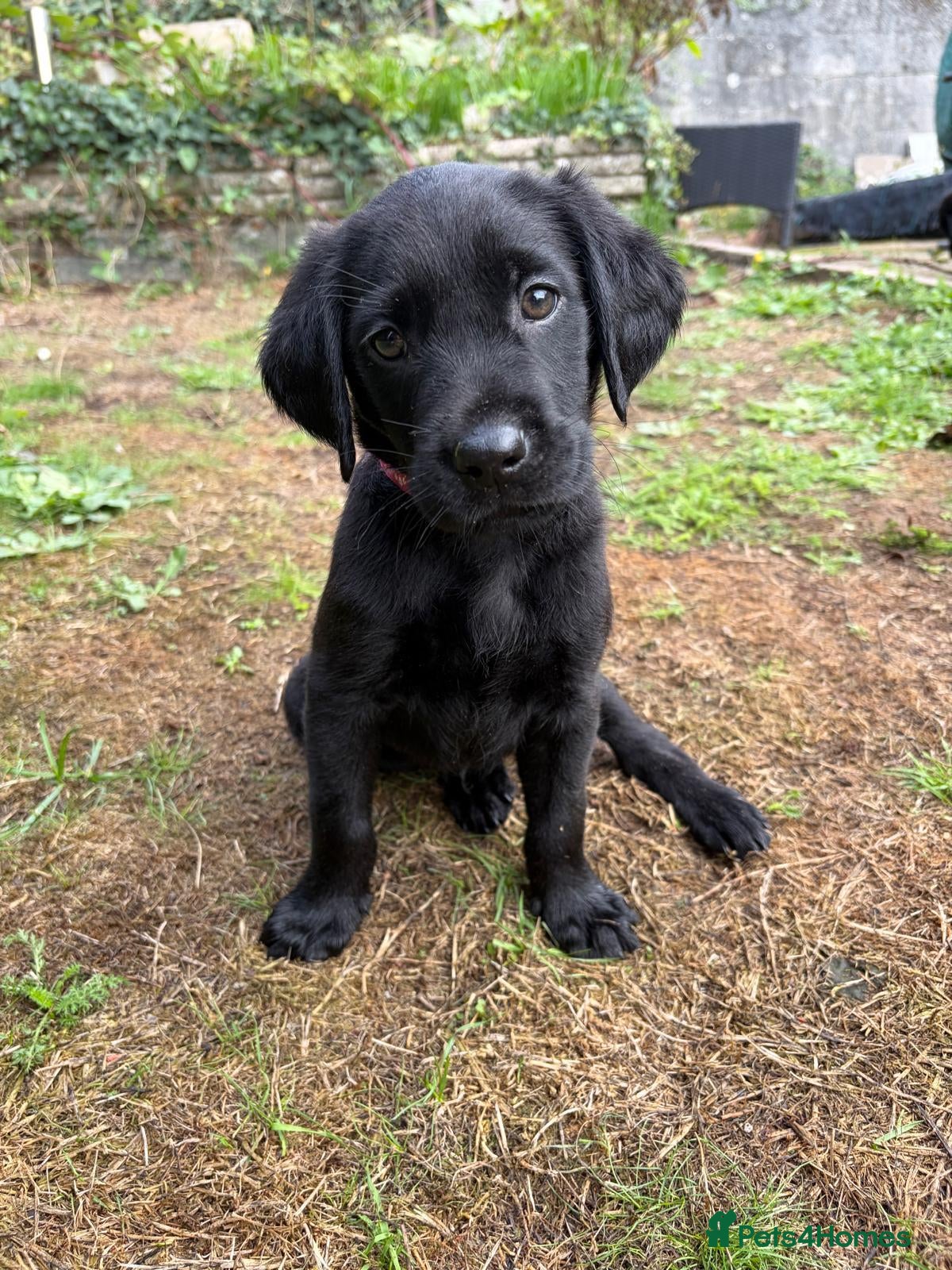 Labrador Retriever dogs Black Labs Ready to Go! - Advert 2