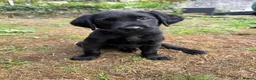 Labrador Retriever dogs for sale: Black Labs Ready to Go! in Plymouth - Advert 2