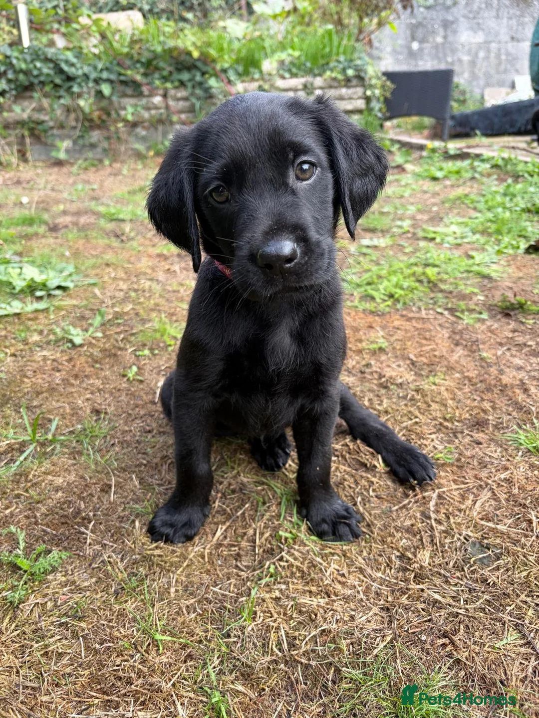 Labrador Retriever dogs for sale: Black Labs Ready to Go! in Plymouth - Advert 2