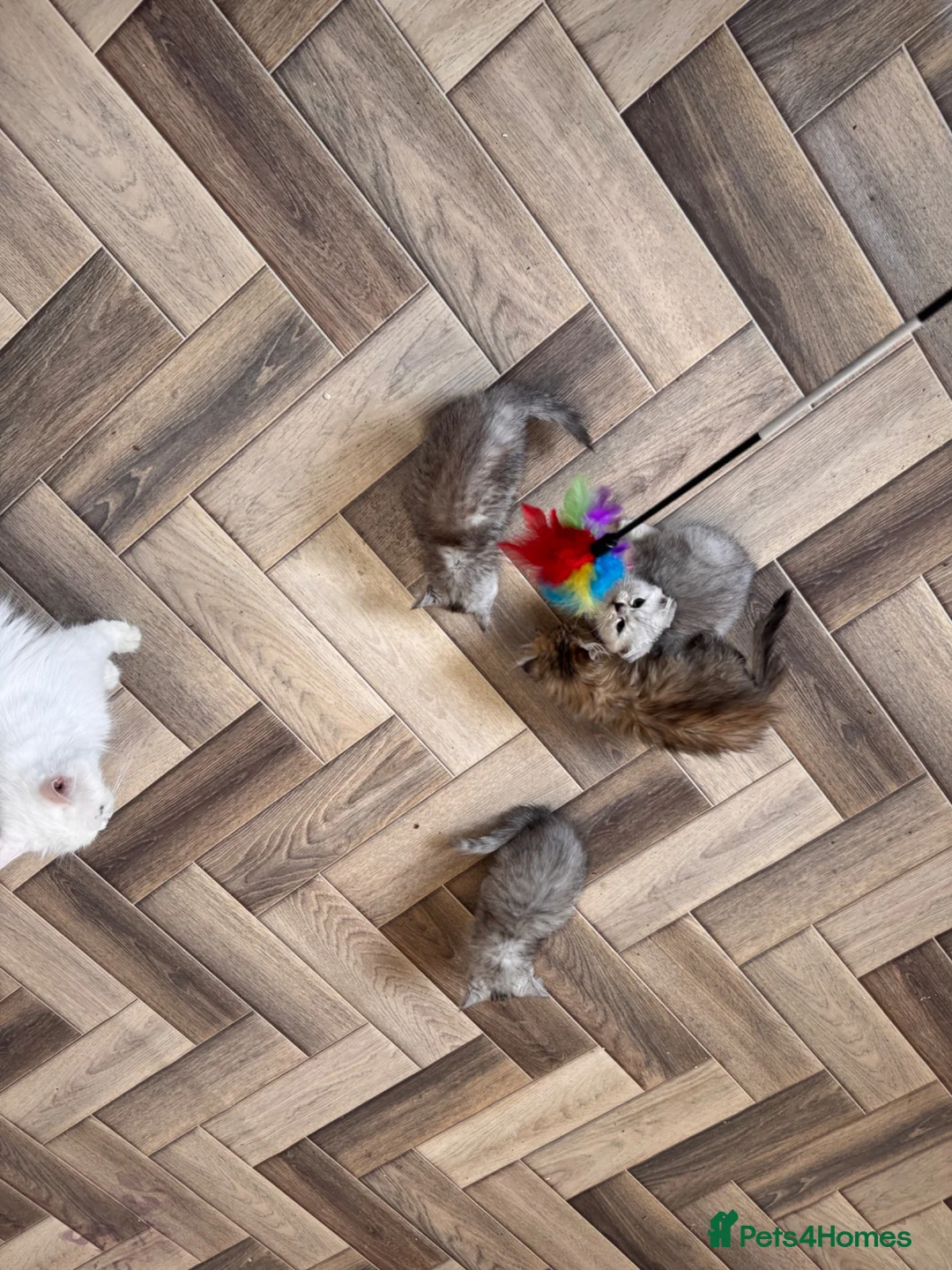 Scottish Fold cats for sale: Scotish x kittens 🐈‍⬛  - Advert 8