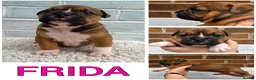 Olde English Bulldogge dogs for sale: Champion, Health Tested Parents, OEB puppies in Normanton - Advert 30