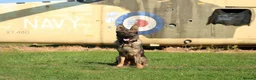 German Shepherd dogs for sale: Beautiful Trained Sable German Shepherd - Advert 1