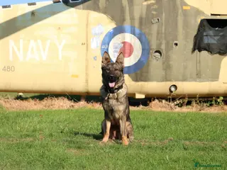 German Shepherd dogs Beautiful Trained Sable German Shepherd - Advert 2