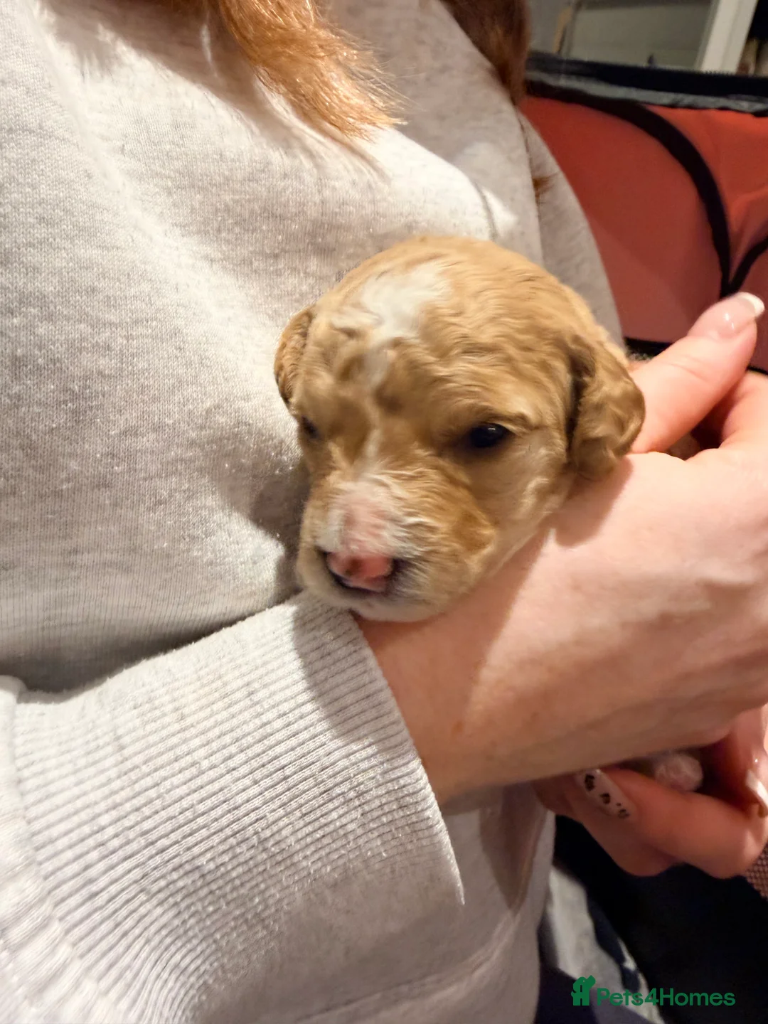 Mixed Breed dogs for sale: Loodlepoo Puppies  - Advert 8