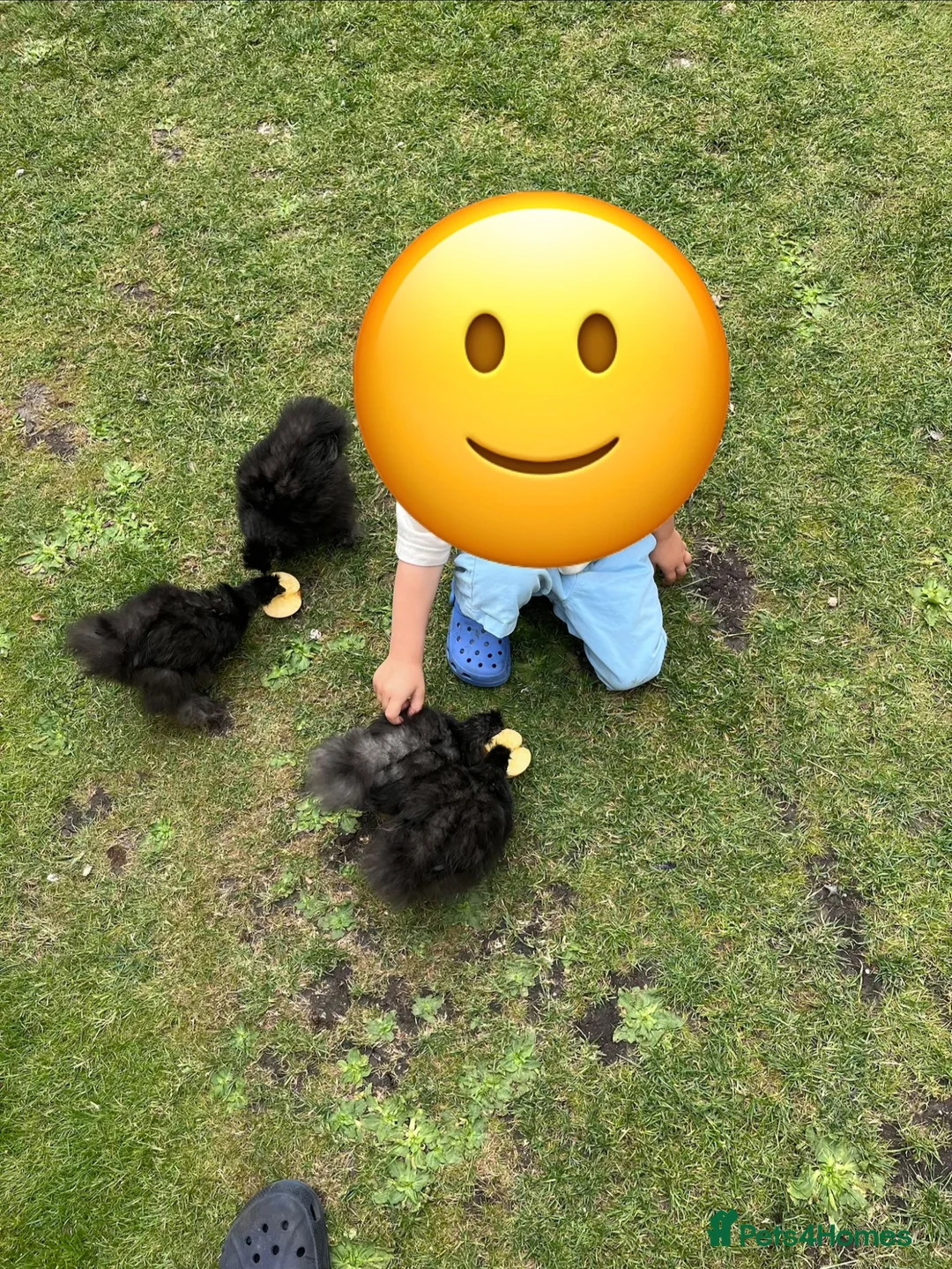 Chickens poultry for sale: Black & Grey Sillies in Kettering - Advert 3