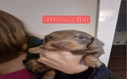 Miniature Dachshund dogs for sale:   Long haired  dachshunds puppies  top quality  - Image 19