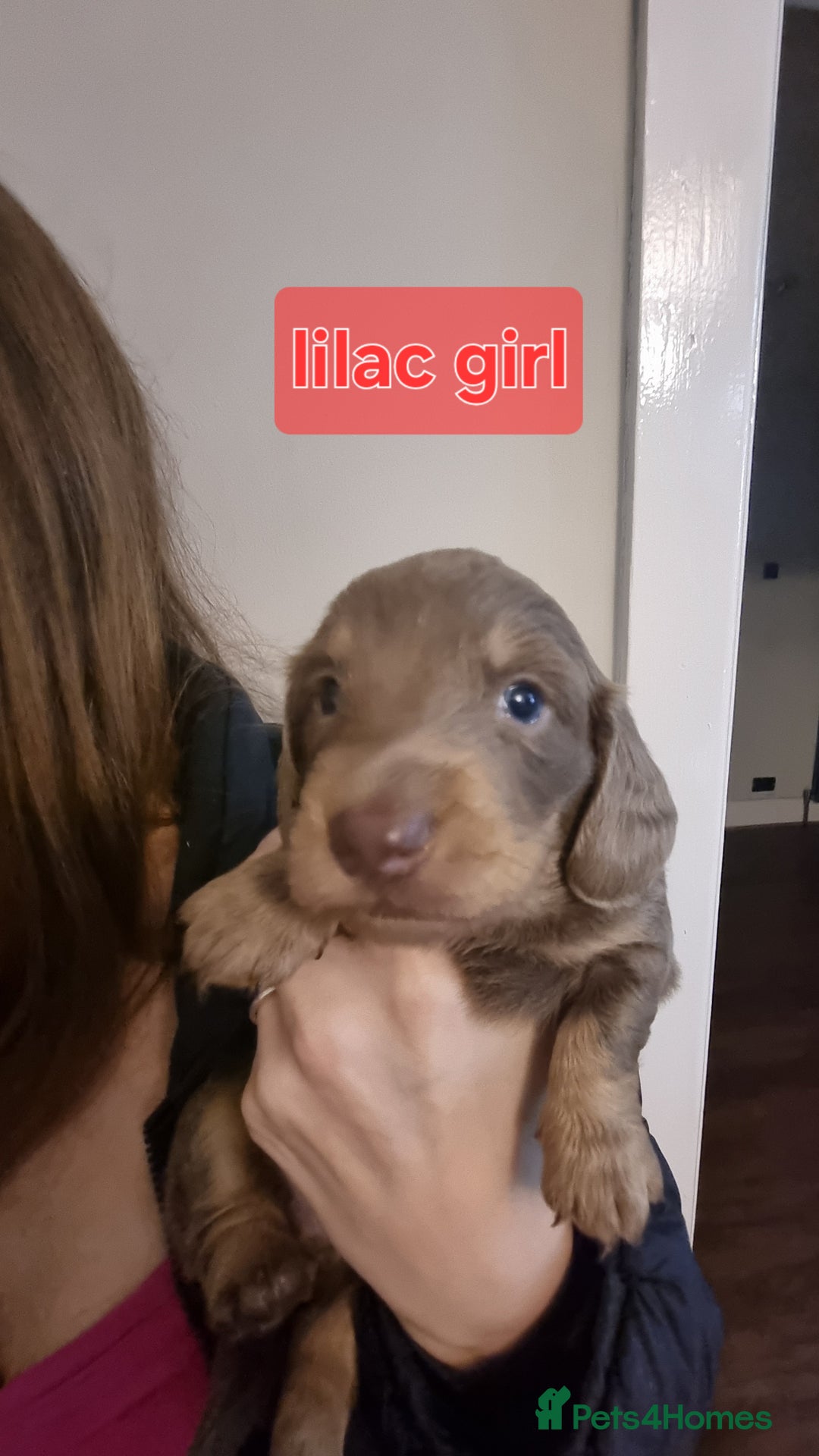 Miniature Dachshund dogs for sale:   Long haired  dachshunds puppies  top quality  - Image 19