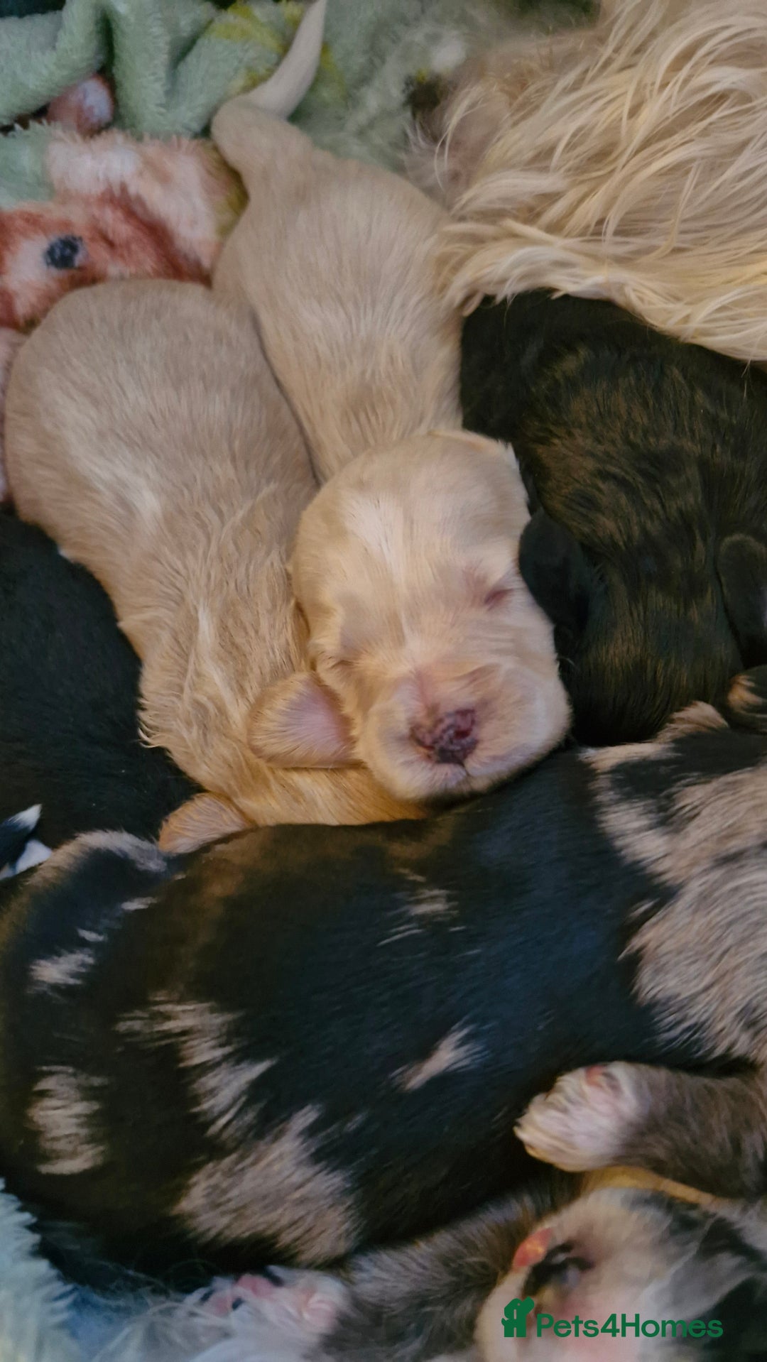 Mixed Breed dogs for sale: Cockerpoo/Schnoodle/Bischon Puppies  - Advert 6