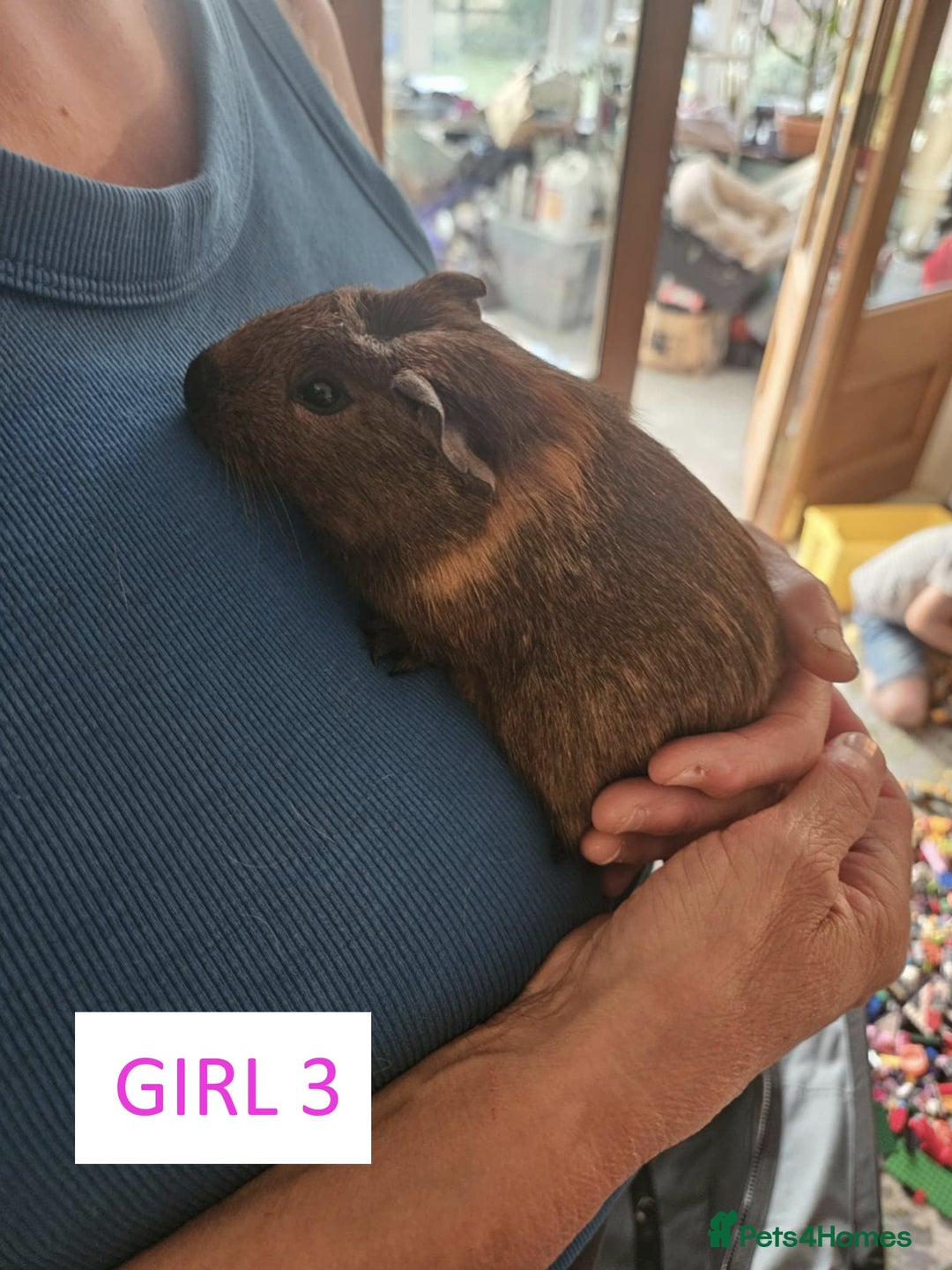 Guinea Pig rodents for sale: Female Guinea Pigs For Sale - Image 5