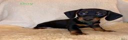 Dachshund dogs for sale: Beautiful Dachshund Puppies  - Advert 9