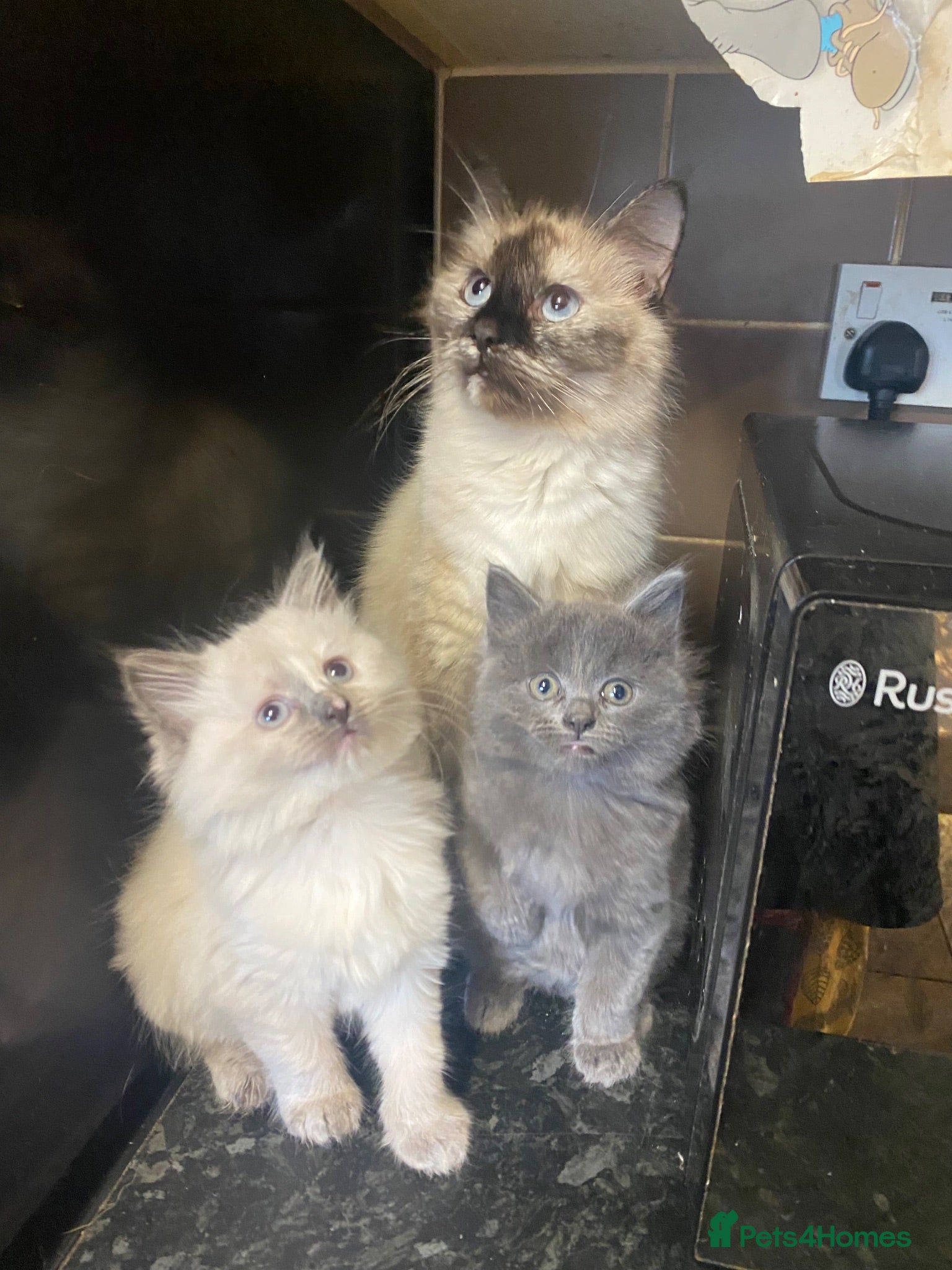 British Longhair cats Kittens - Advert 15