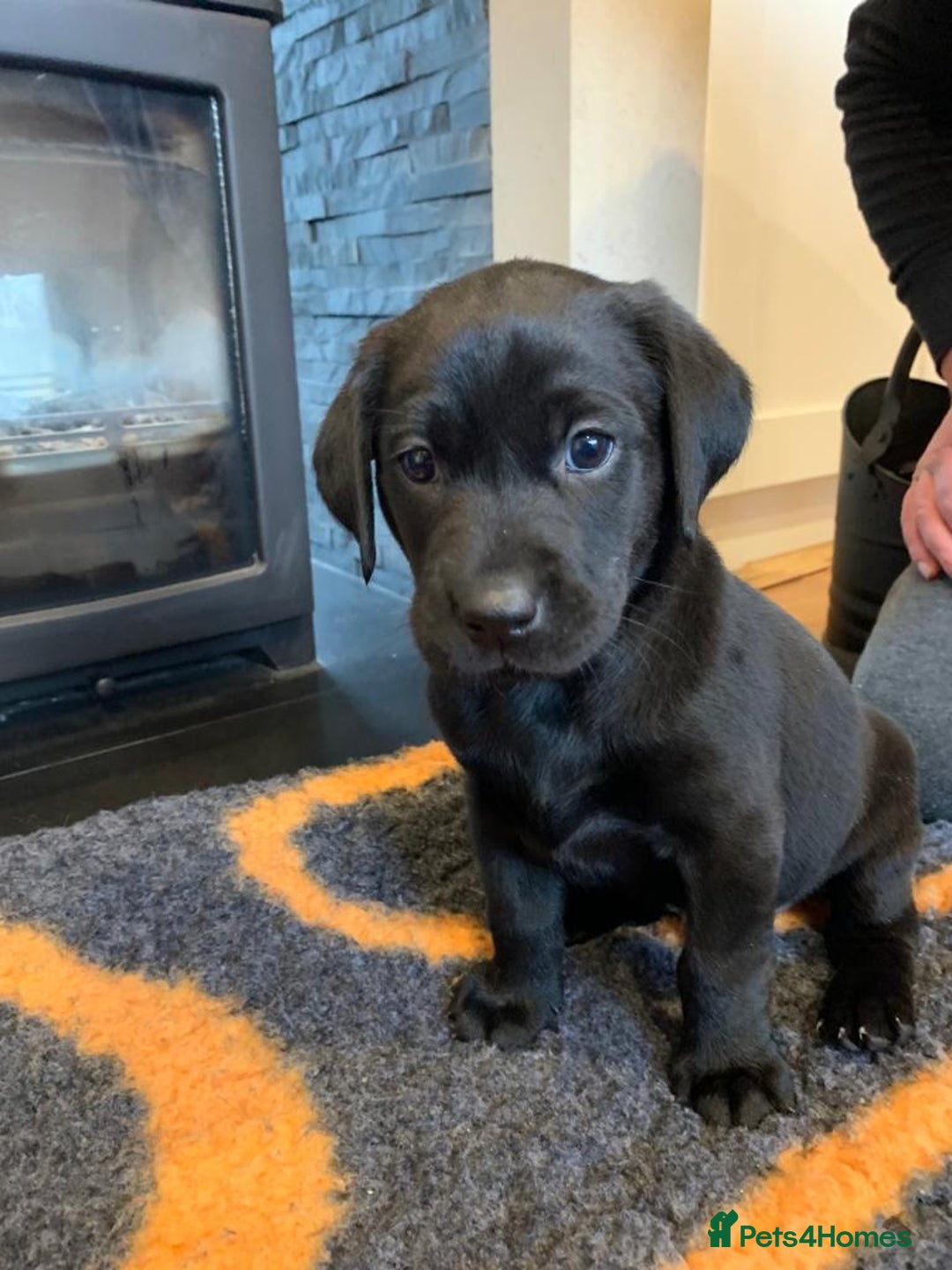 Labrador Retriever dogs for sale: KC Registered Labrador Puppies - Image 6