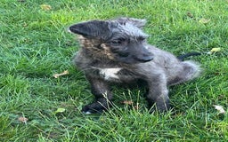 Irish Wolfhound dogs for sale: KC REGISTERED FEMALE IWH PUPPIES - Image 8