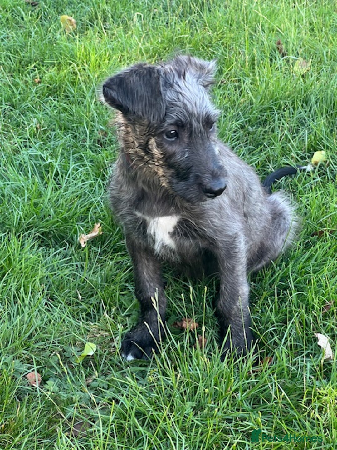 Irish Wolfhound dogs for sale: KC REGISTERED FEMALE IWH PUPPIES - Image 8