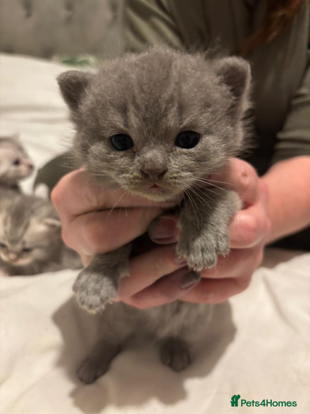 Mixed Breed cats for sale:  Beautiful British Shorthair Cross Ragdoll kittens - Advert 1
