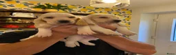 Basset Hound dogs for sale: Now Ready for New Forever Homes - Advert 6