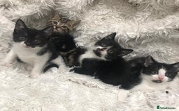 Mixed Breed cats for sale: Lovely kittens 8 weeks old  - Image 29